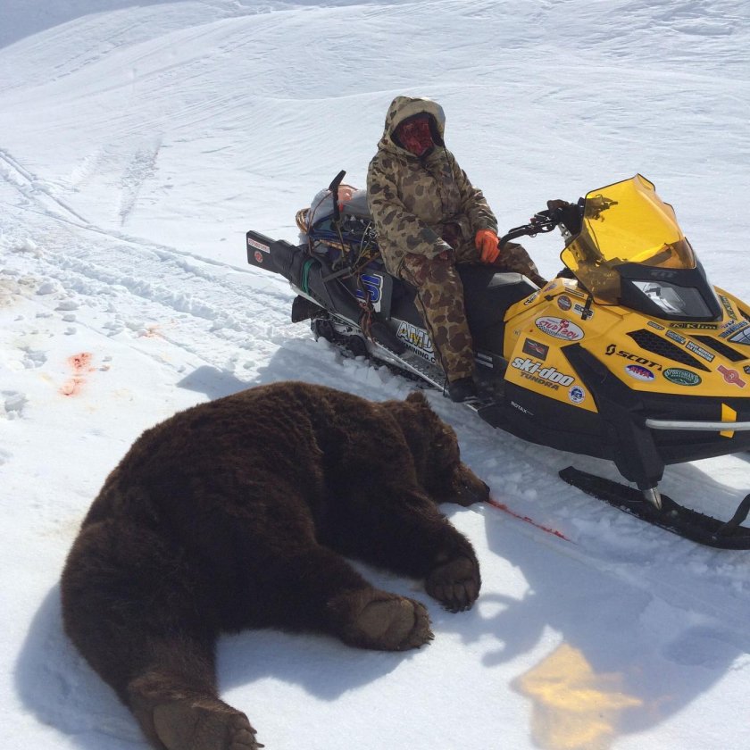 Медведь на снегоходе
