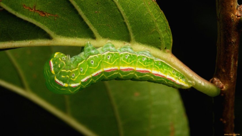 Преображение из гусеницы в бабочку