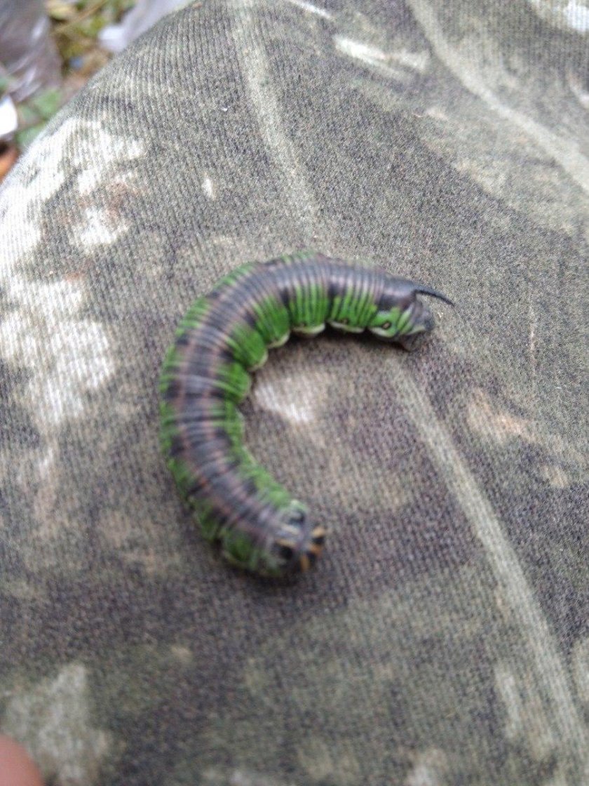 Сосновый Бражник гусеница