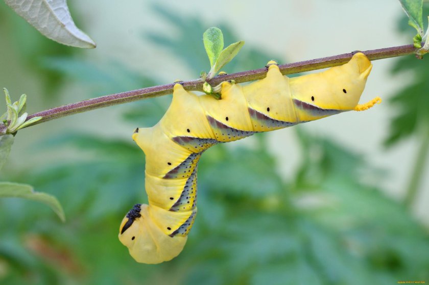 Гусеница гусеница песня