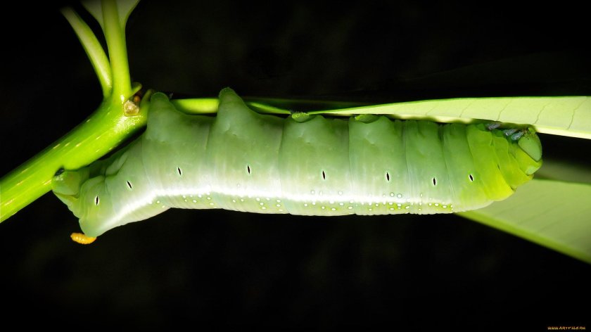 Oleander Hawk Moth Caterpillar
