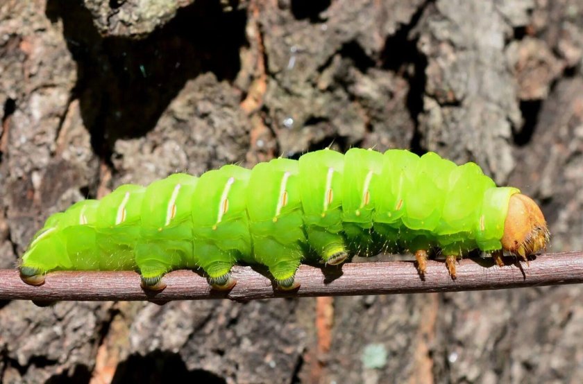 Гусеница моли «белый кедр»