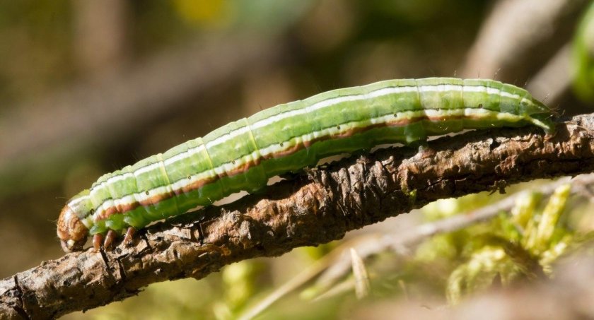 Древесница въедливая гусеница
