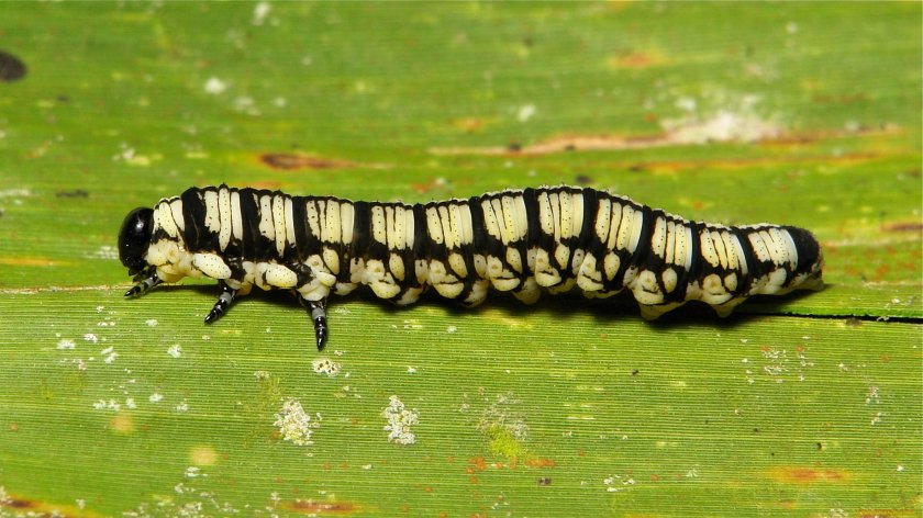 Sawfly Larva