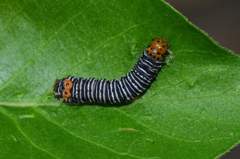 Зимняя Пяденица гусеница