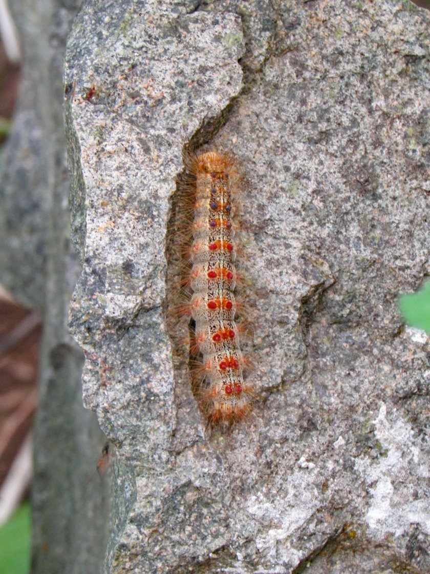 Непарный шелкопряд гусеница