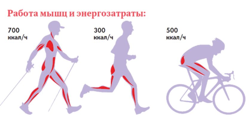 Какие мышцы при скандинавской ходьбе