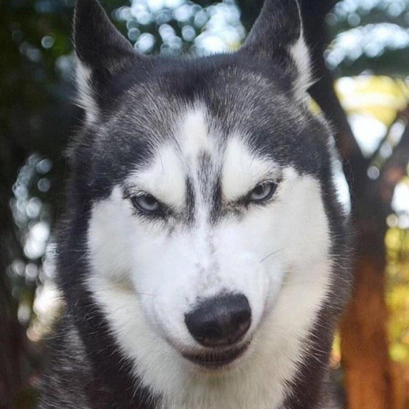Хаски морда