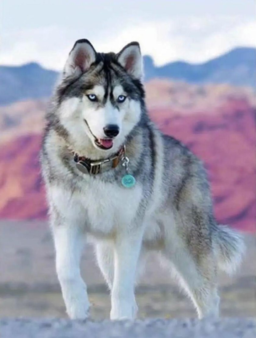 Алмазная мозаика диамонд Painting хаски