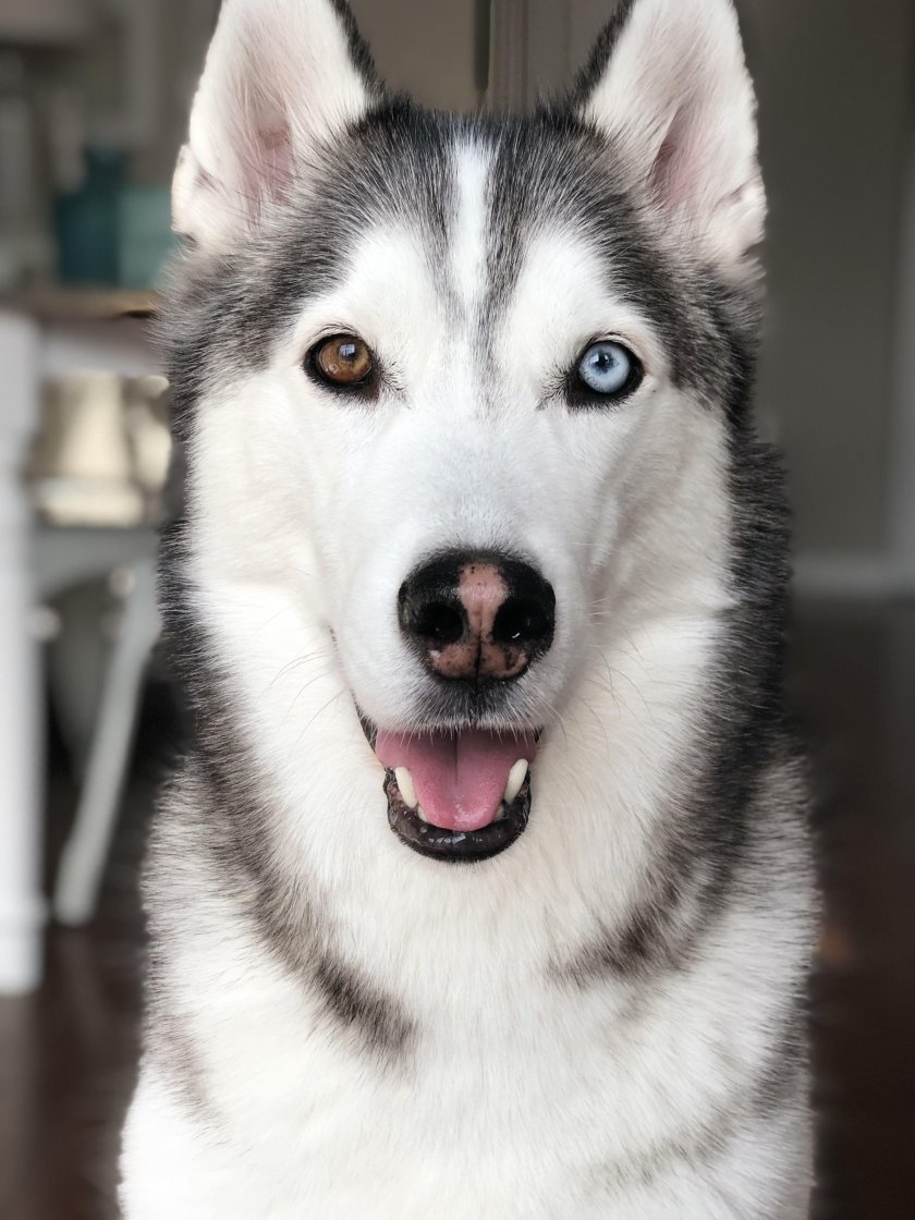 Порода хаски