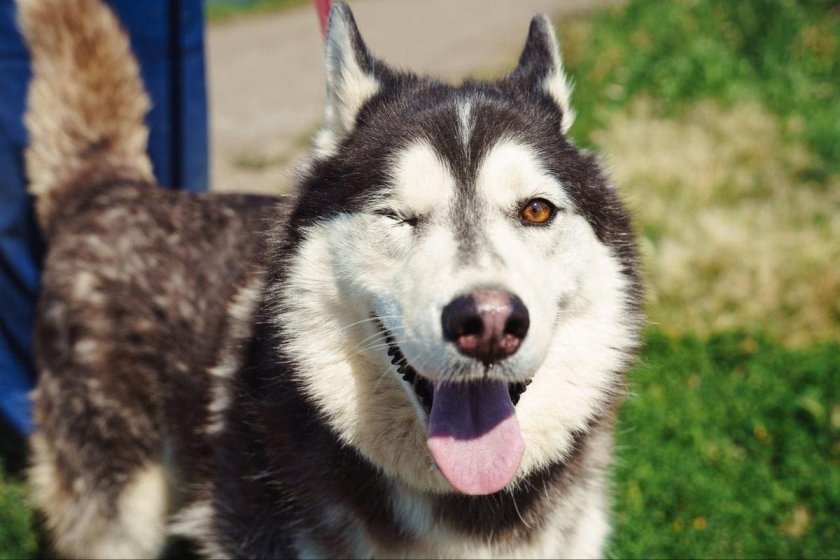 Порода хаски