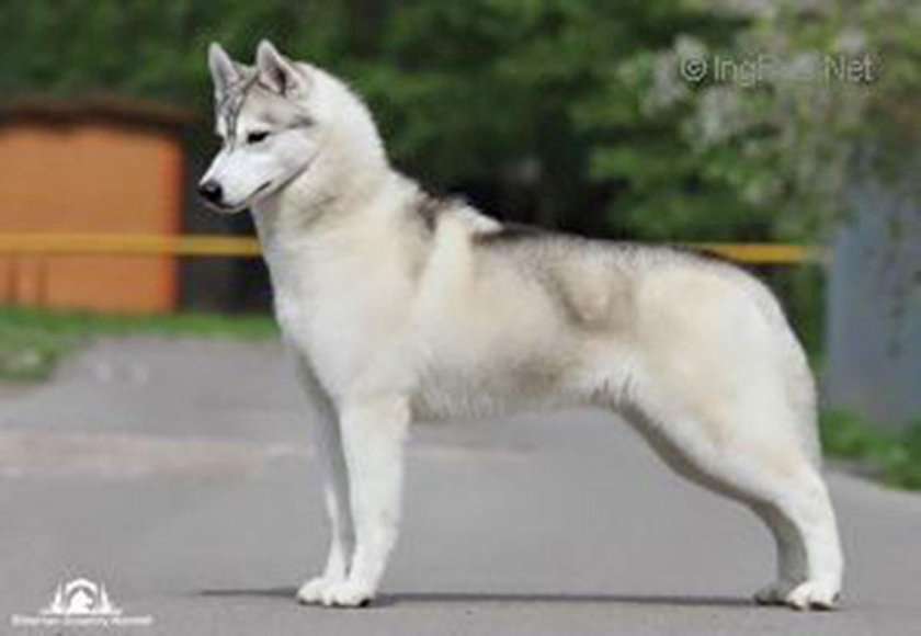 Хаски соболиного окраса