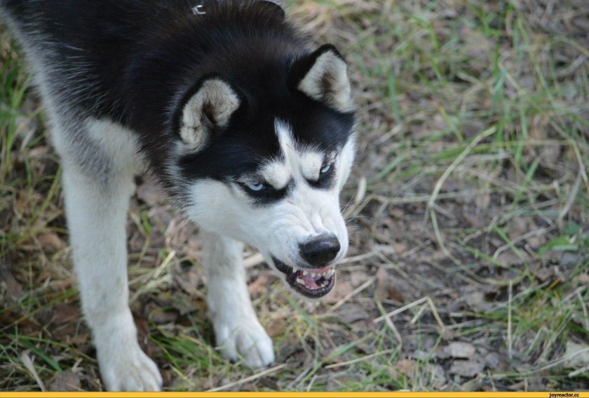 Сибирский хаски злой