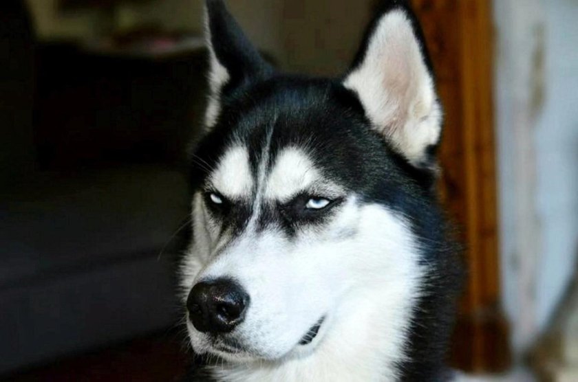 Собака подозревака хаски