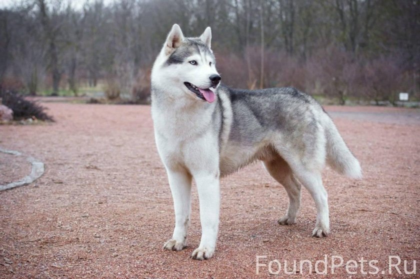 Сибирский хаски серый