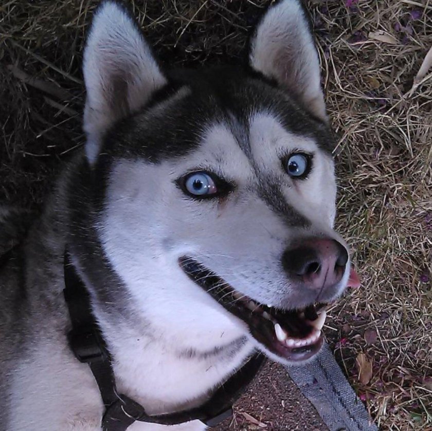 Хаски гончие