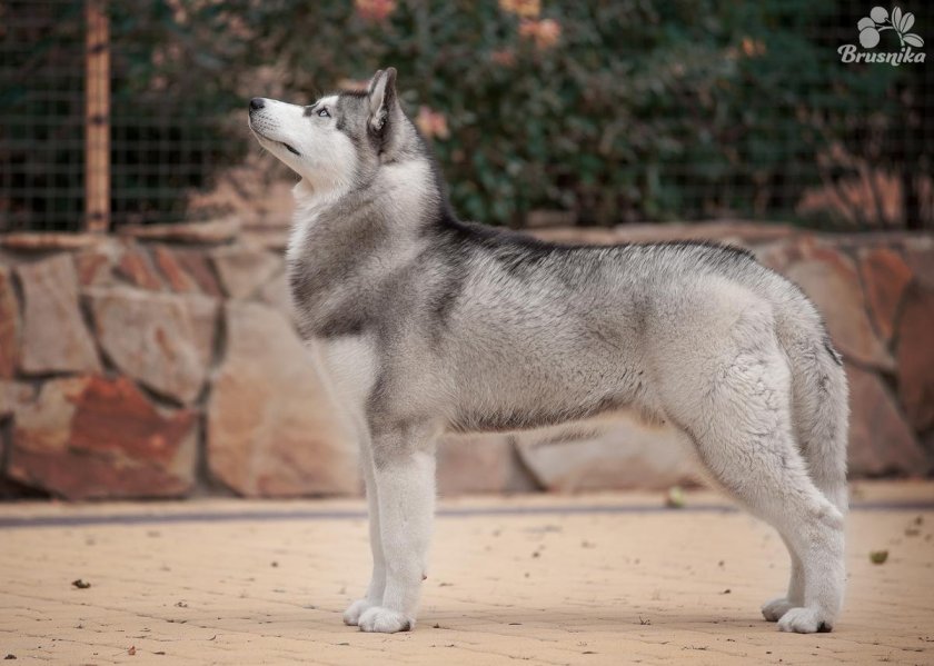 Сибирский хаски в стойке