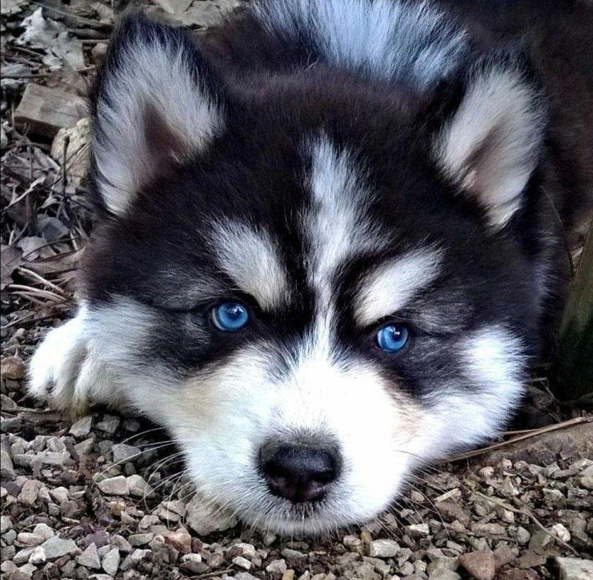 Маламут и хаски