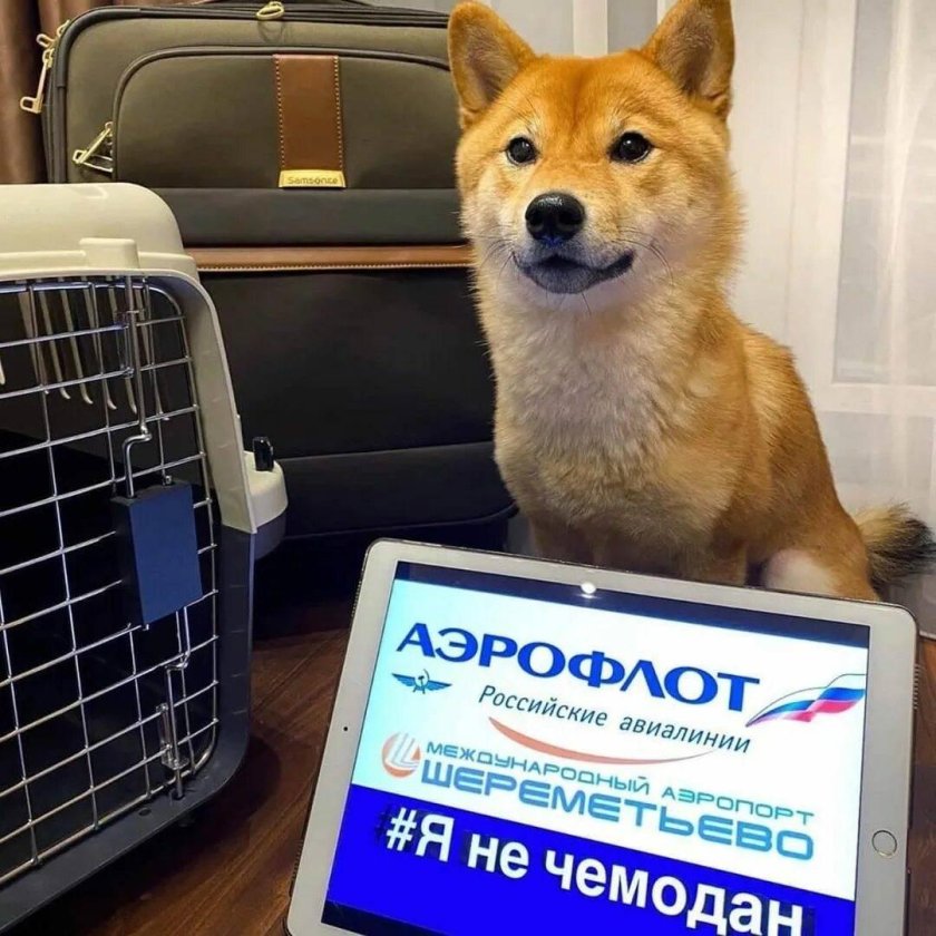 Транспортировка животных в самолете