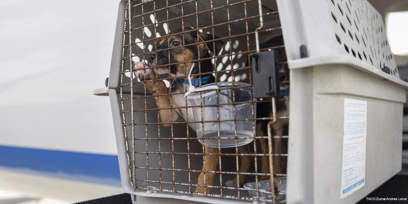 Аэрофлот перевозка животных