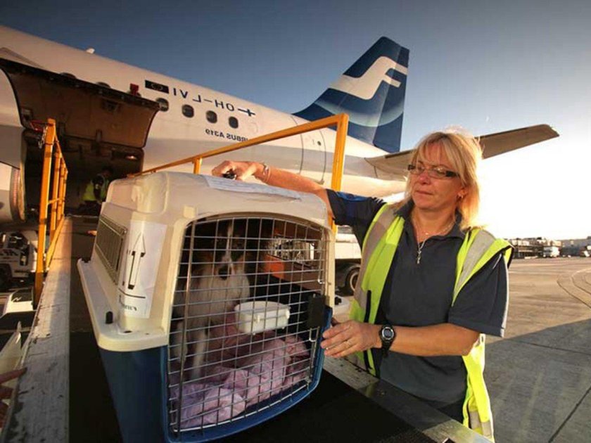 Переноска для животных в аэропорту