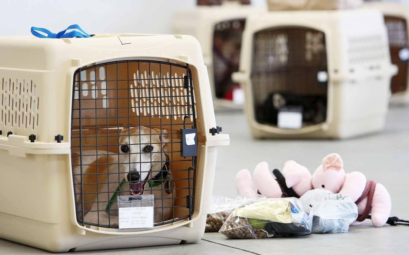 Перевозка животных