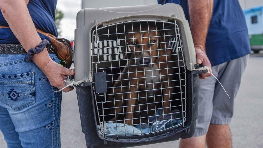 Переноски для животных в самолете