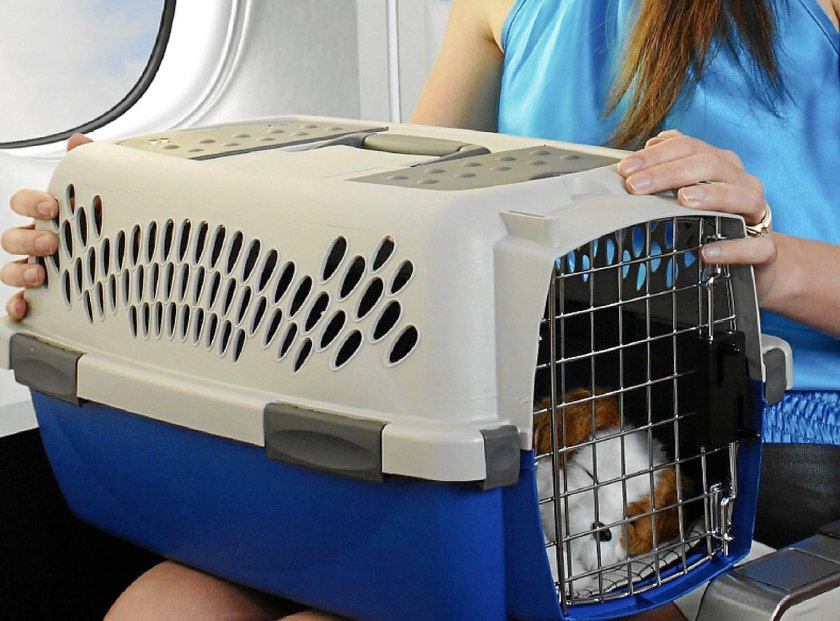 Клетка для перевозки кошек в поезде