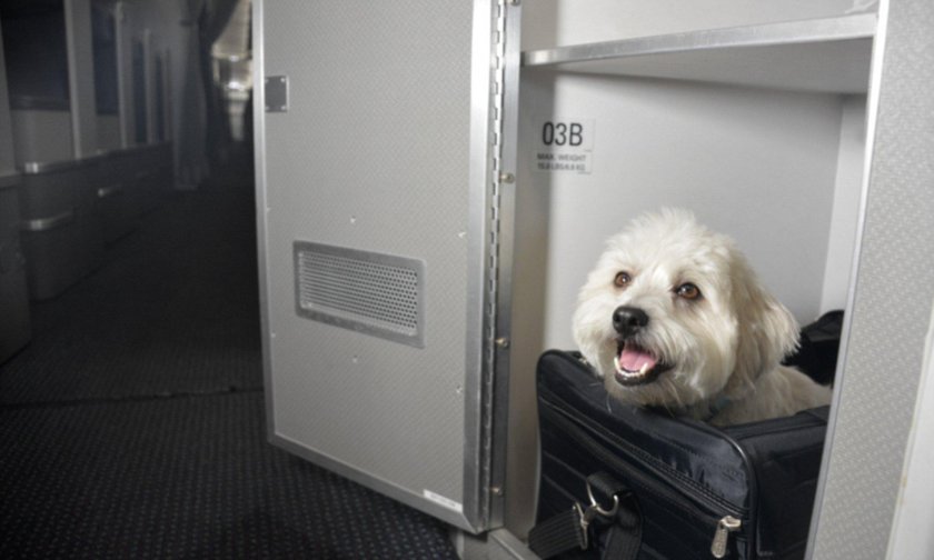 Багажный отсек для животных