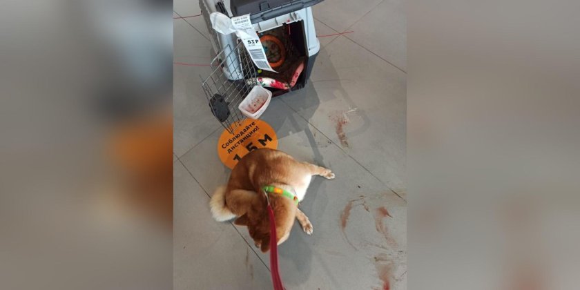 Собака в багажном отделении самолета