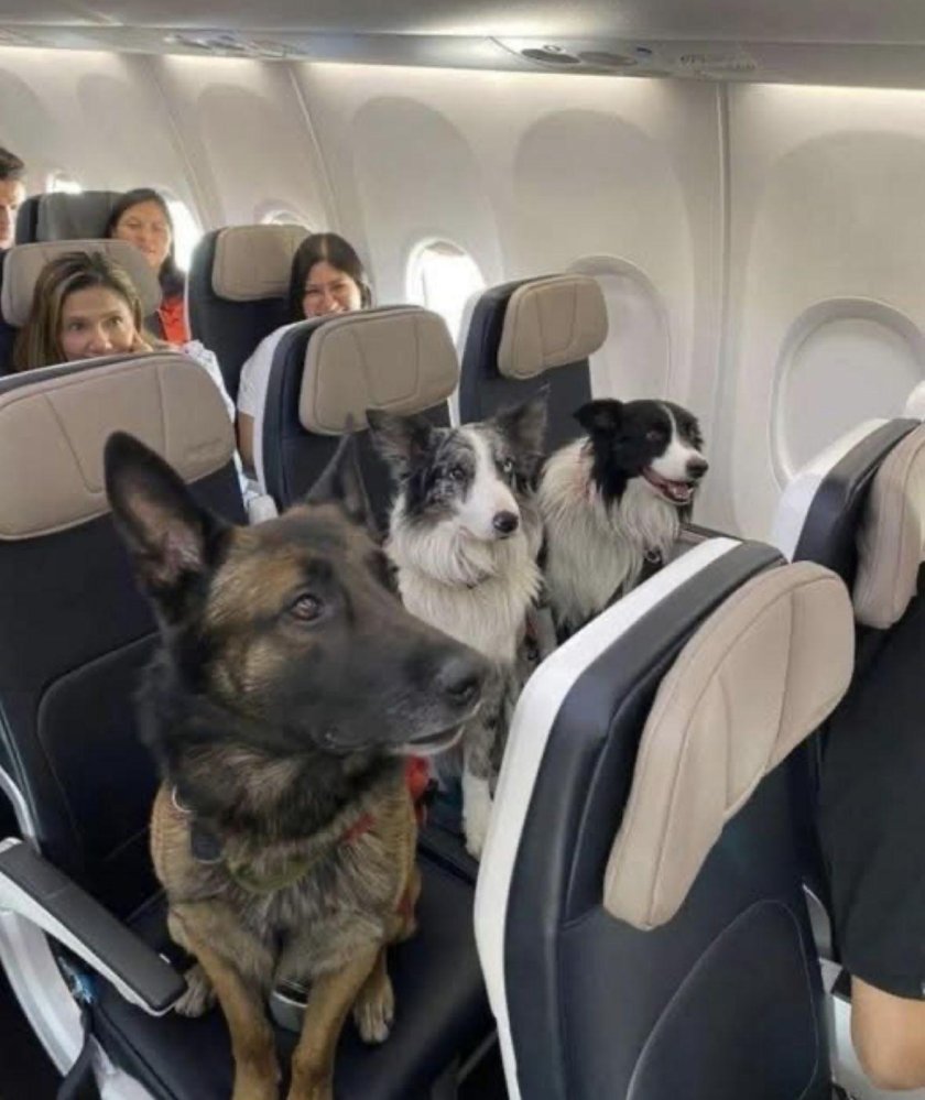 Собака в самолете