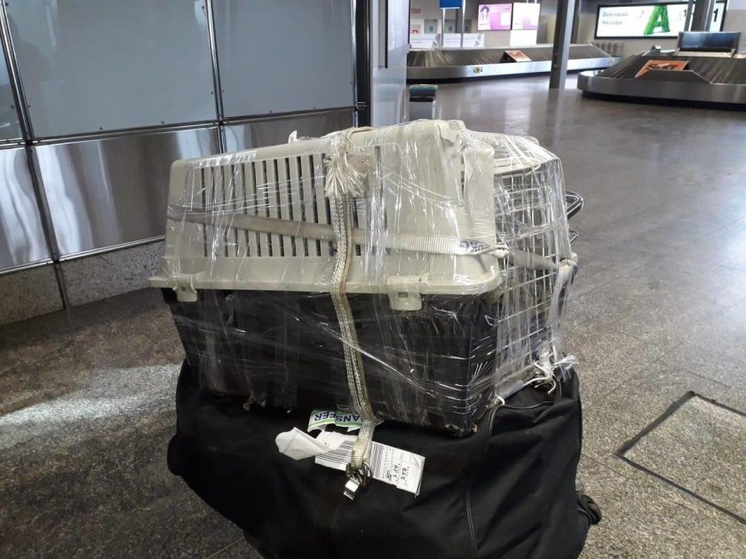 Клетка для перевозки животного в багаже