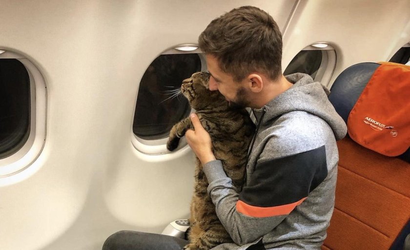 Животные в самолете