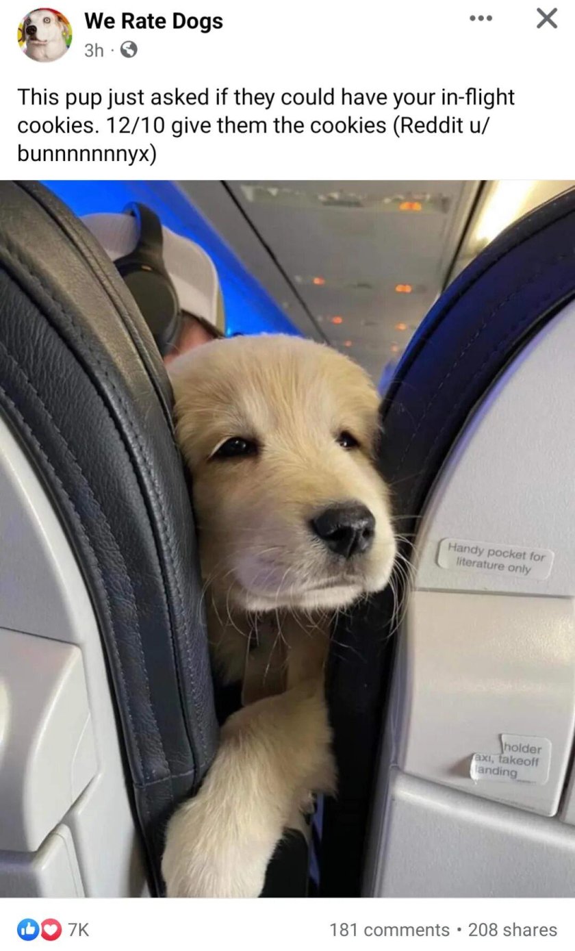 Животные в самолете