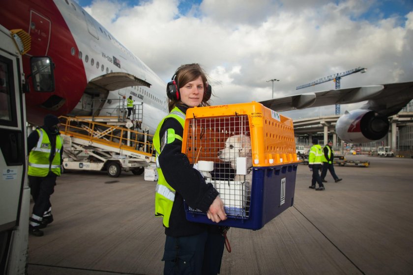 Авиаперевозка животных