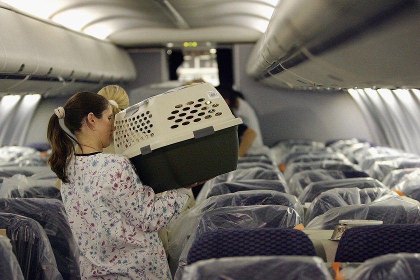 Перевозка животных в самолете