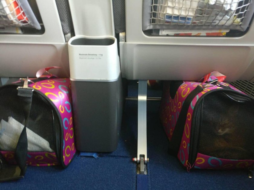 Переноска для собак в самолет s7 размер переноски