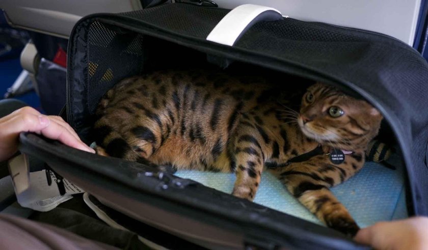 Кот в переноске