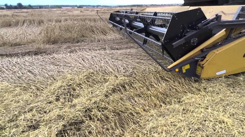 Уборка полегшей пшеницы