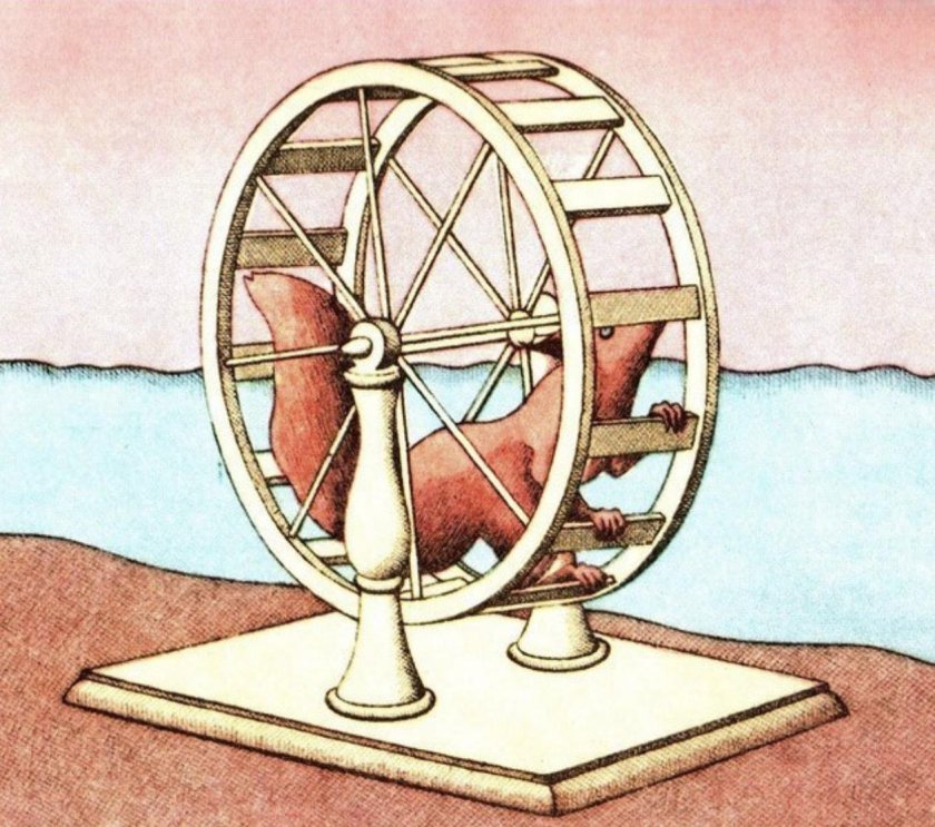 Белка в колесе