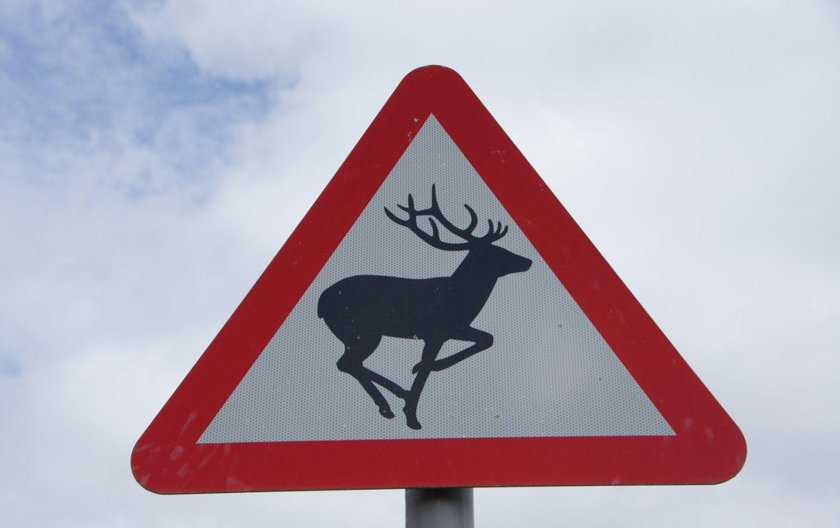 Знак животные на дороге