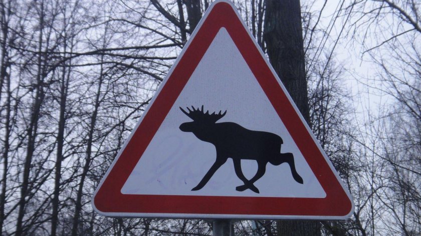 Дорожные знаки дикие животные