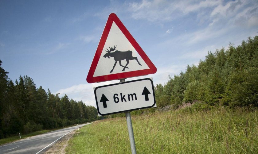Дорожный знак Лось