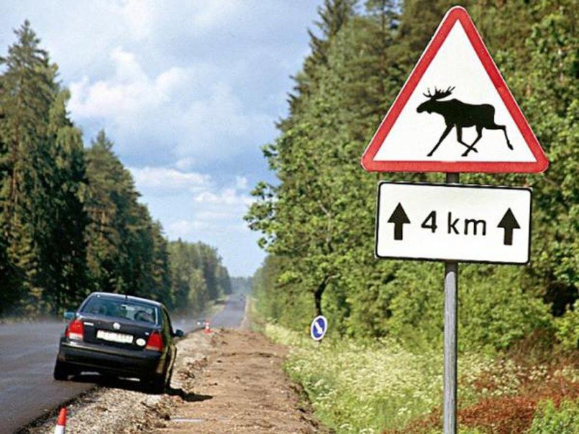 Знак животных на дороге