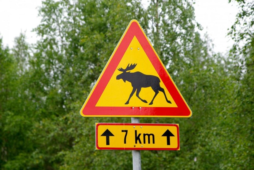 Знак осторожно олени