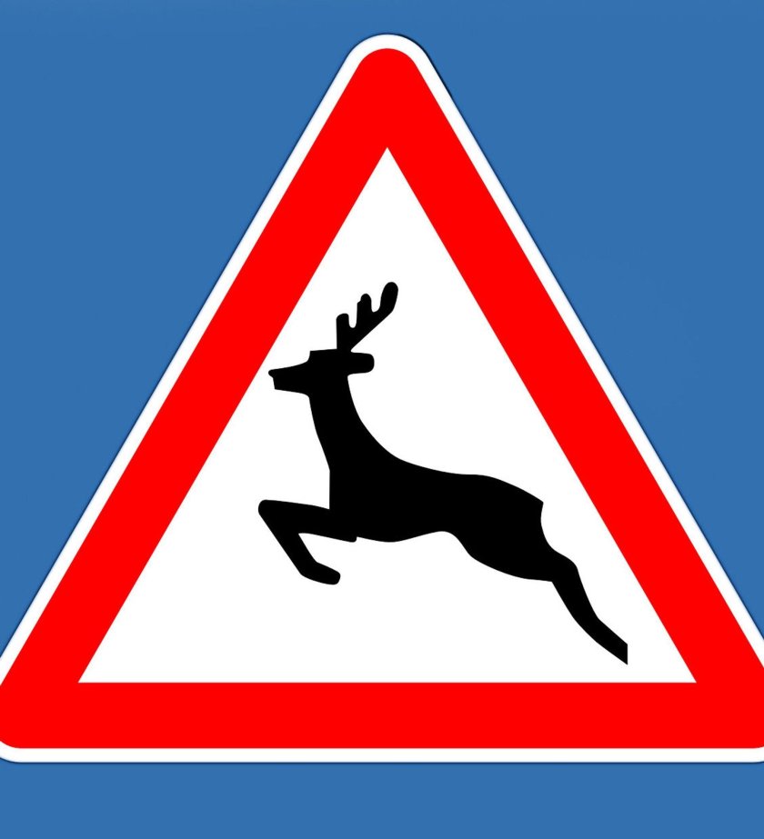 Знак осторожно Дикие животные