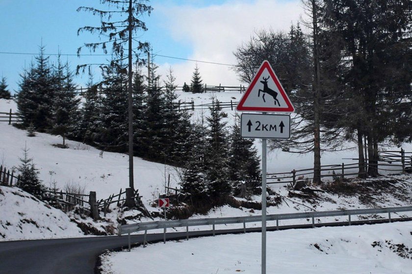 Знак Дикие животные на дороге