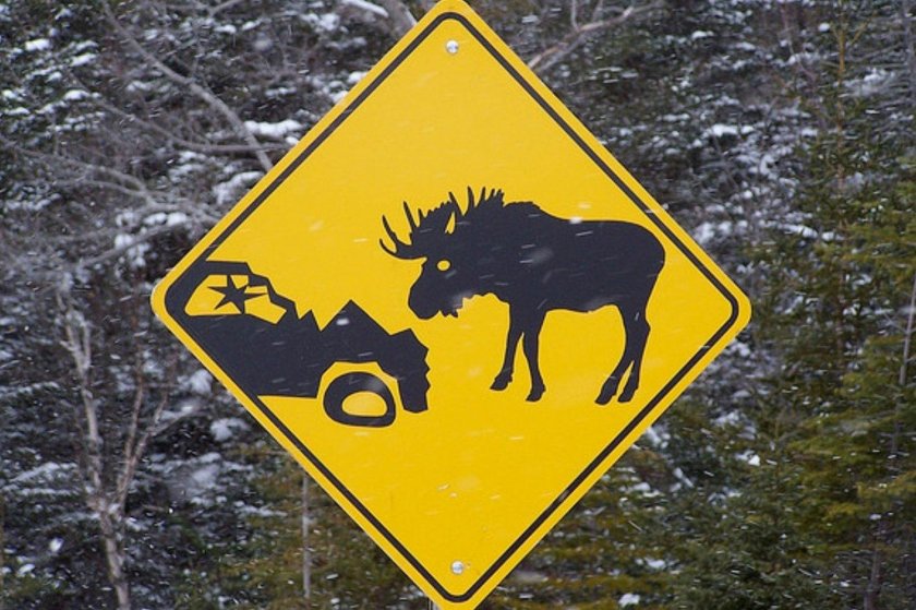 Дорожный знак Лось