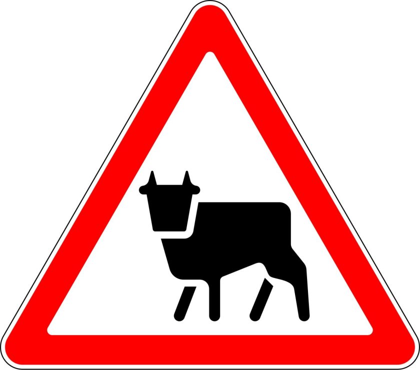 1.26 "Перегон скота".