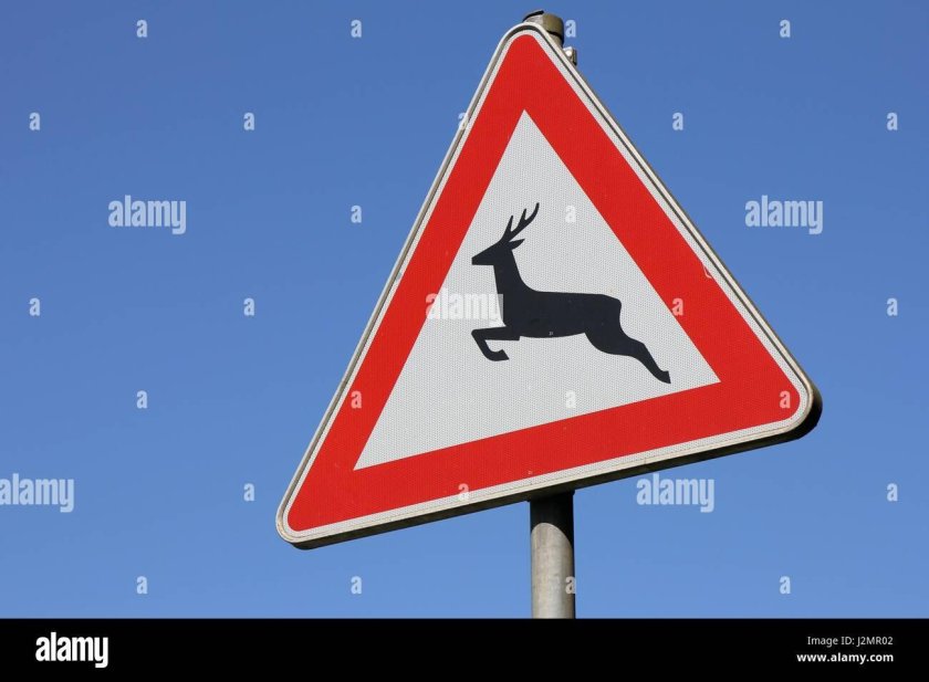 Знак животные на дороге